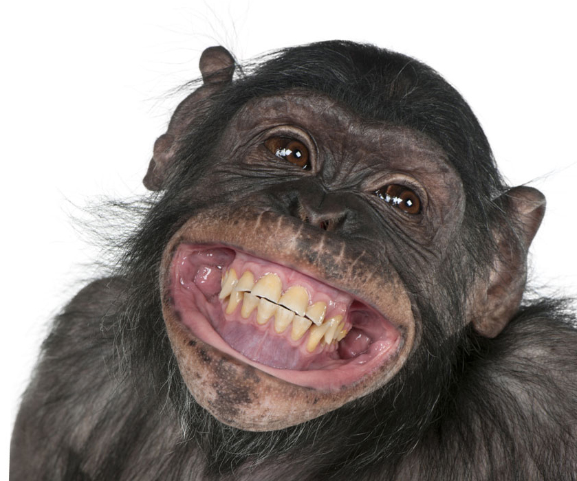 181086-scimmia.jpg