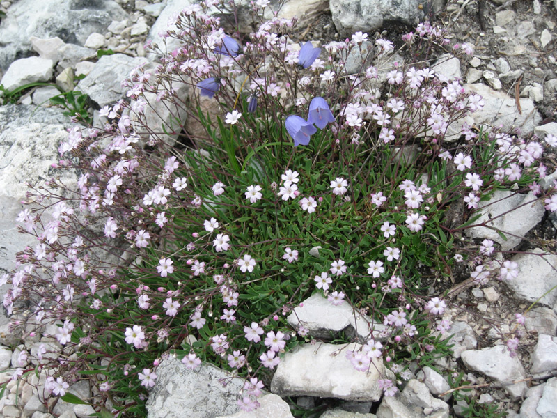 25527-dolomiti-flora-alpina-1.jpg