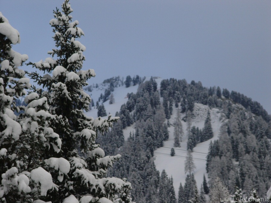 2990-alberi-neve.jpg
