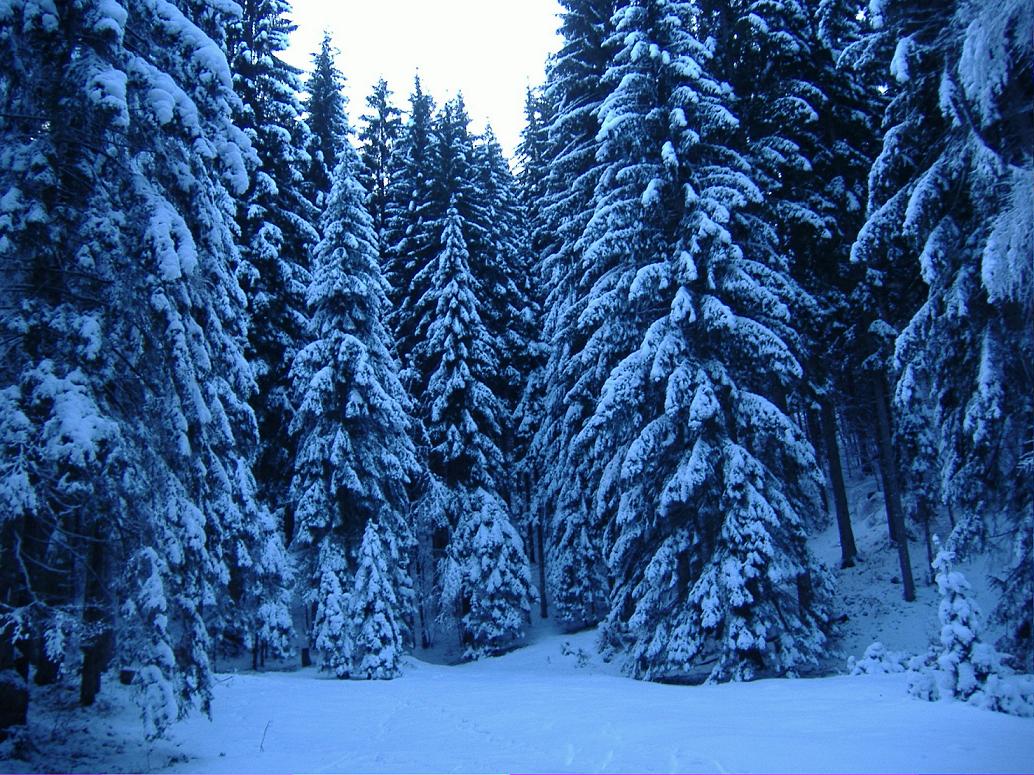 3977-abeti-carichi-di-neve.jpg