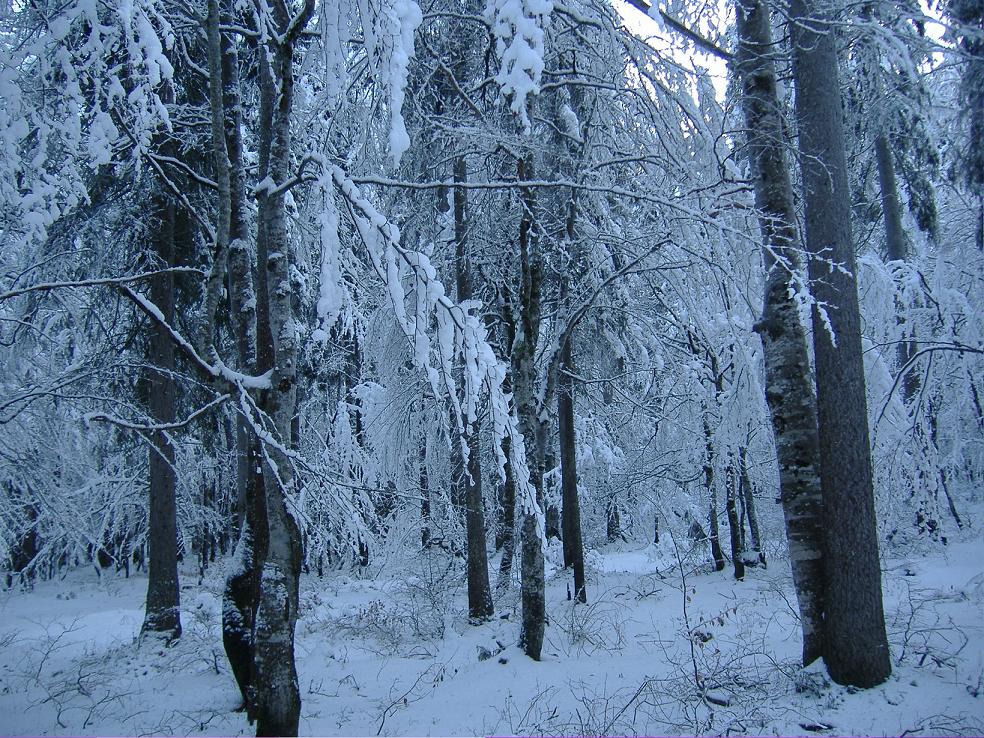 3980-foresta-fatata-in-val-saisera.jpg
