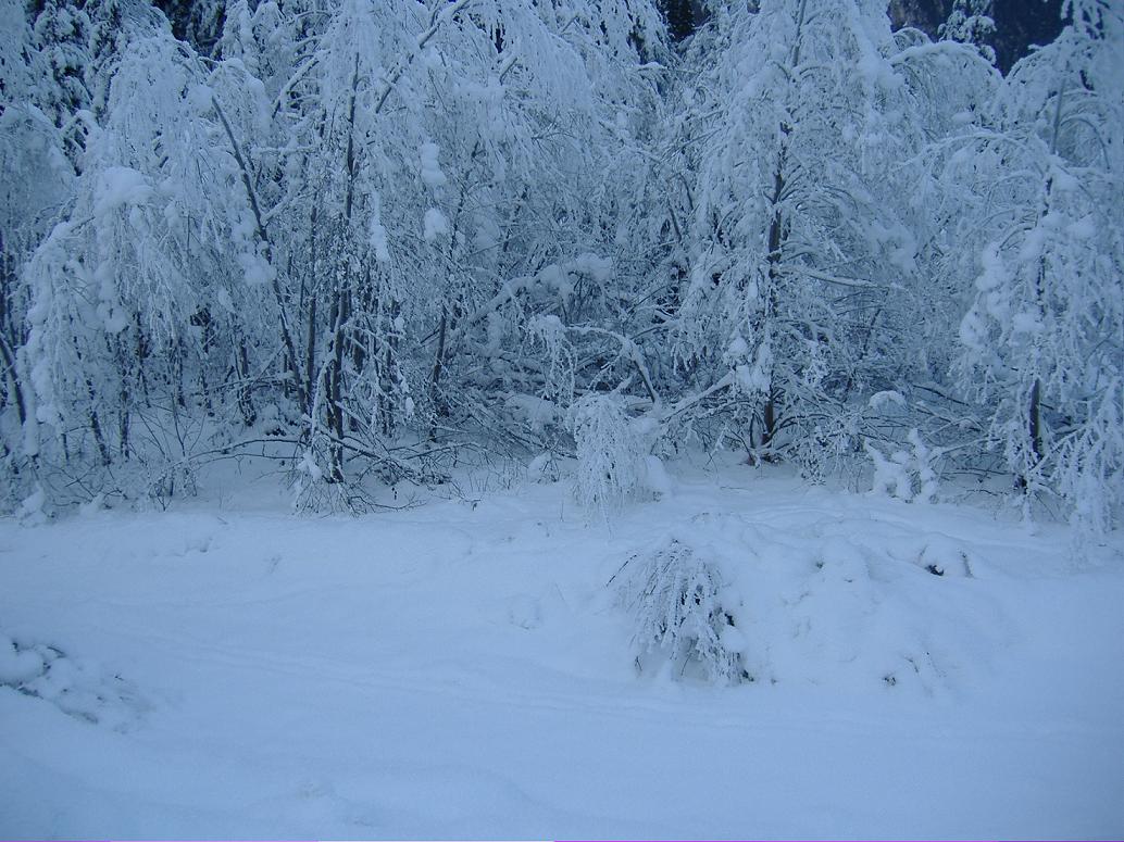 3983-powder-sugli-alberi.jpg