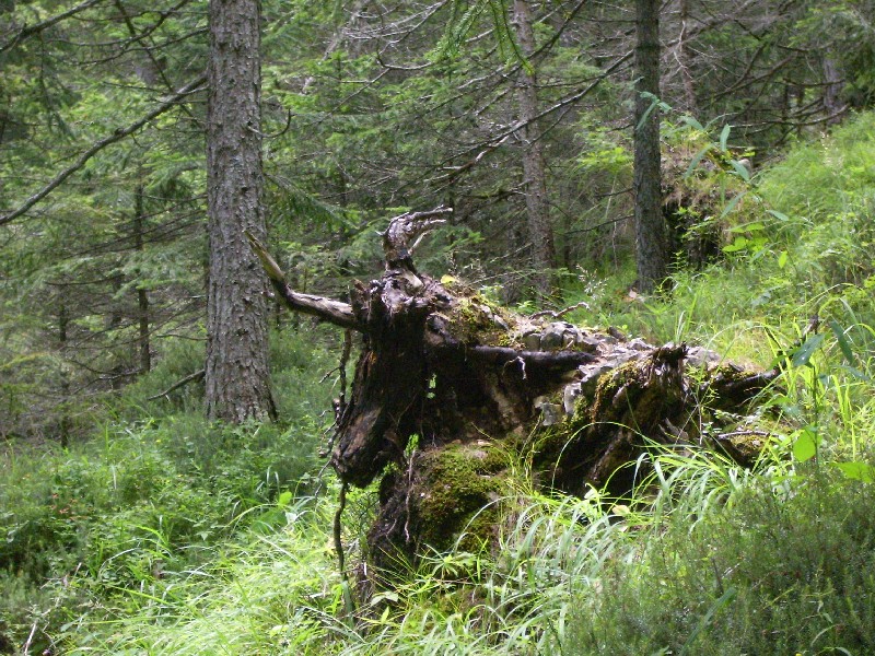 40285-toro.jpg