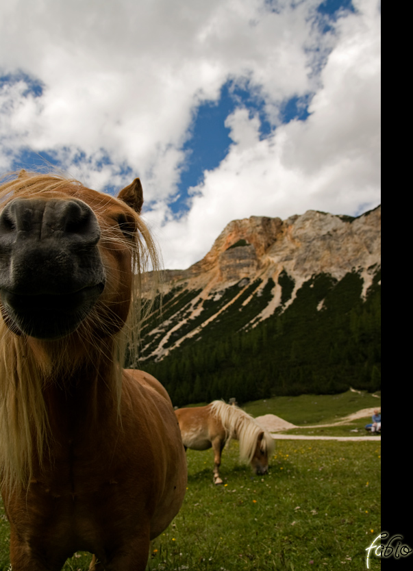 42525-pony-dolomiti.jpg