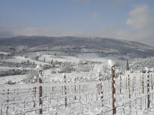 47092-vigne-e-poggio.jpg