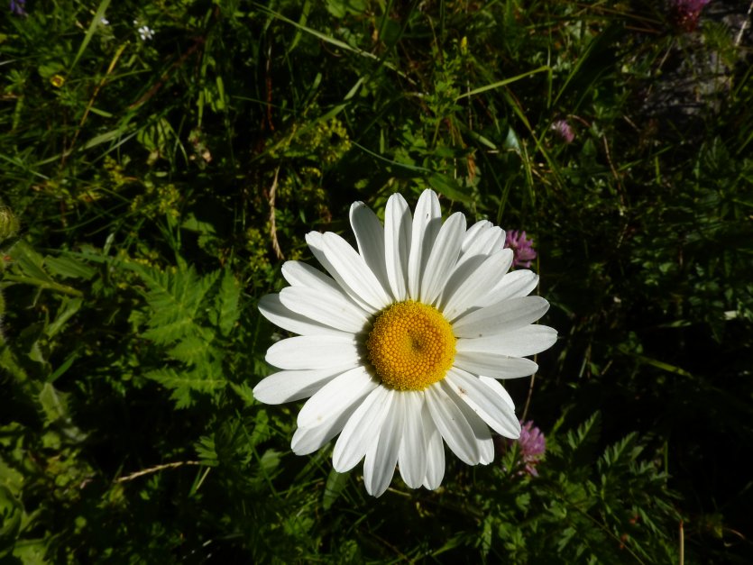 56041-6.jpg