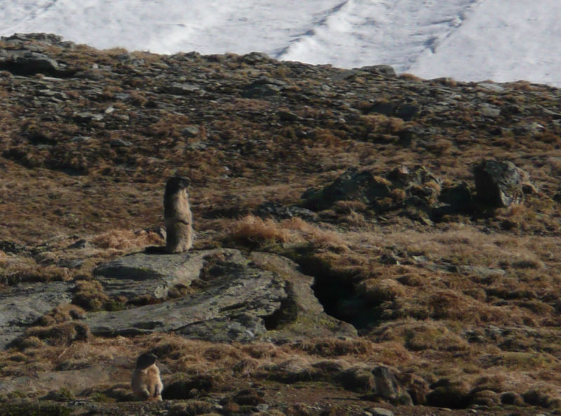 65448-p1160260-marmotte.jpg