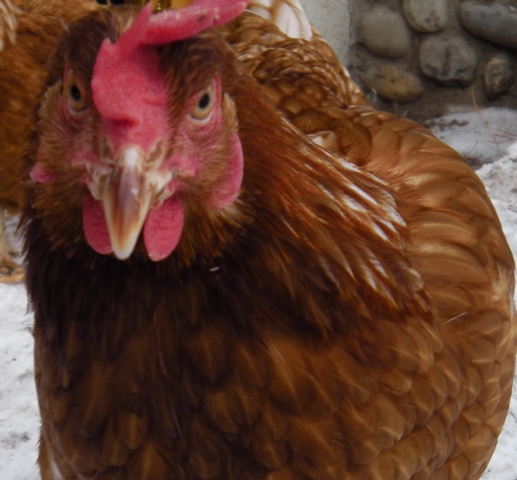 70894-imga0691gallina2.jpg
