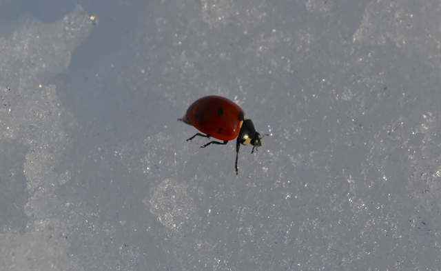 74123-coccinella.jpg