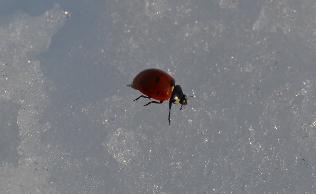 74123-coccinella.jpg