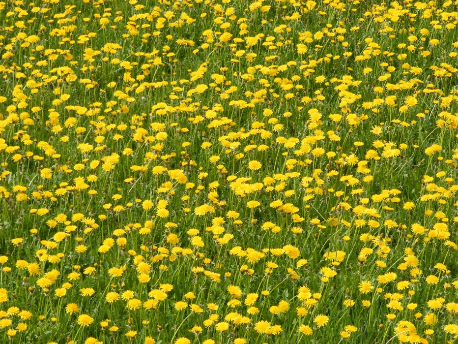 77990-val-chedul-primaverain-val-gardena13-15-magio-2012-006.jpg