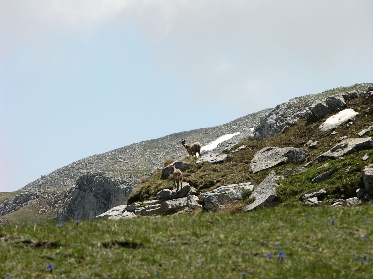 78374-mainarde018.jpg