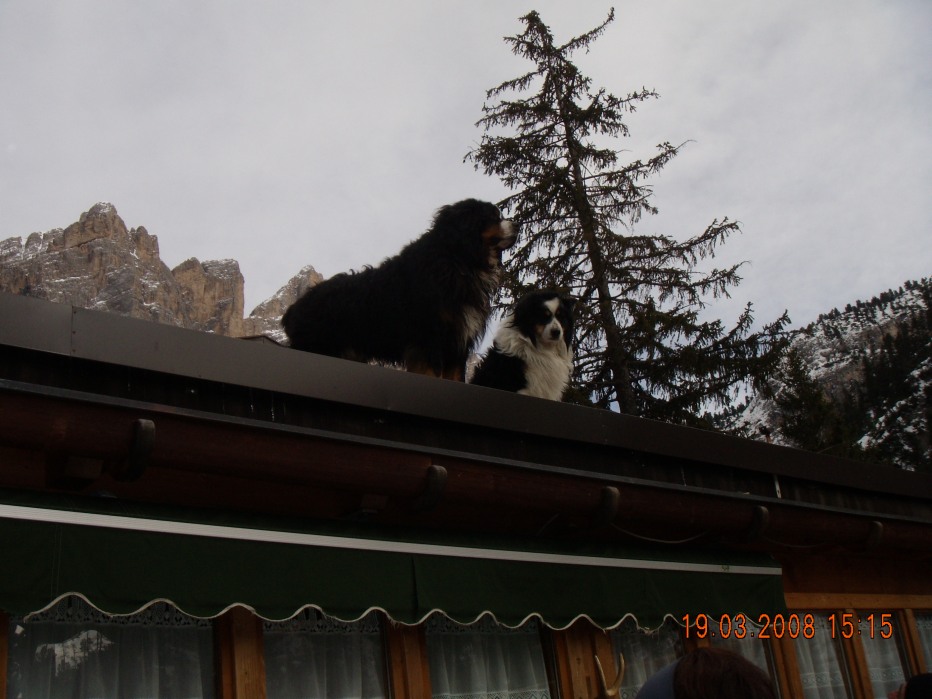 78569-wlf.jpg