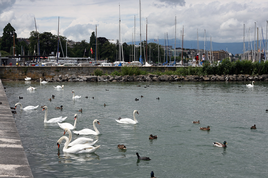 79164-cigni-lago.jpg