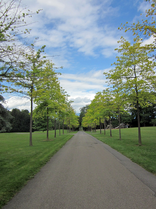 79199-parco-alberi-verde.jpg