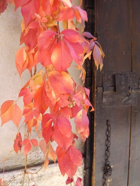 82378-autunno-a-pescocostanzo2012.jpg