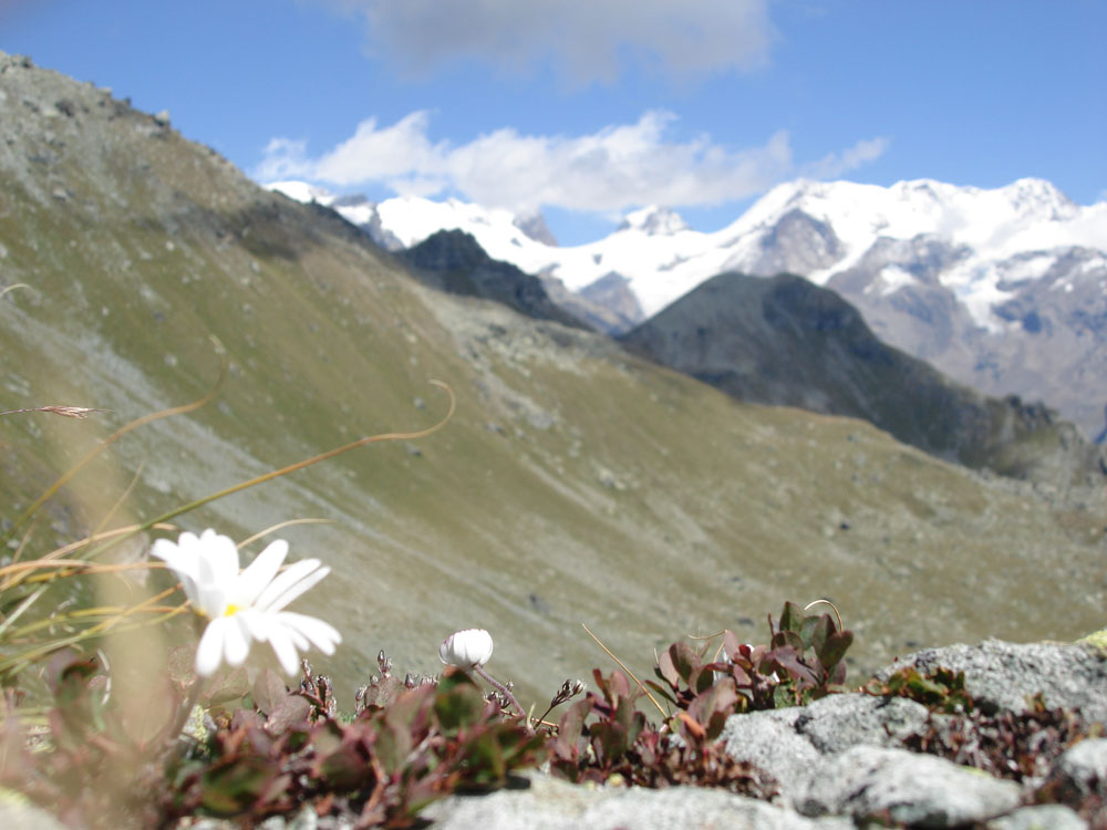 8618-margherita-e-rosa.jpg
