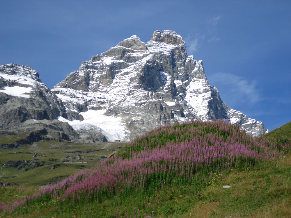 8622-cervino-in-fiore.jpg