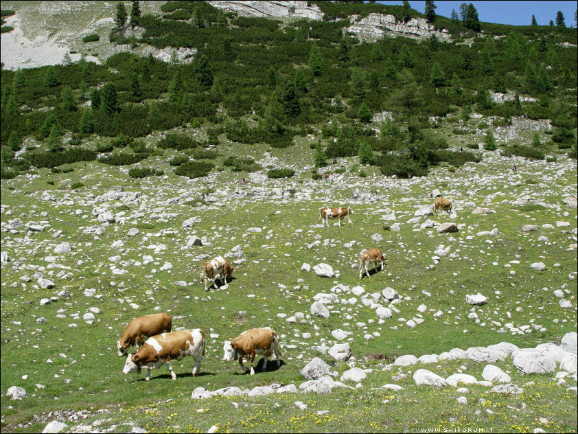 899-mucche-malga-fanes-01.jpg