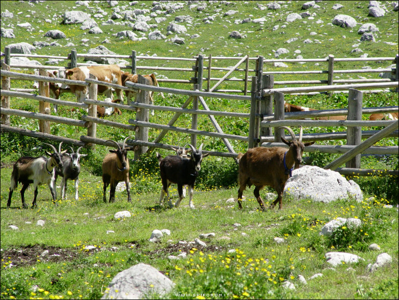 905-caprette-dolomiti-01.jpg