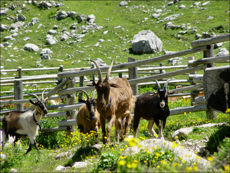 906-caprette-dolomiti-02.jpg