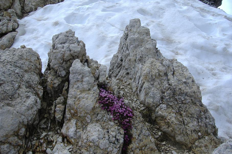 9937-fiori-rocce-neve.jpg