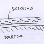 Sciolina