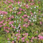 Rododendri Rododendri