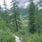 il sentiero in mezzo alla foresta con sullo sfondo il Lagazuoi il sentiero in mezzo alla foresta con sullo sfondo il Lagazuoi