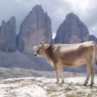 Tre Cime di Lavaredo