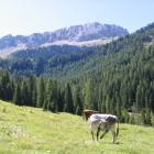 Mucche in Val Contrin Mucche in Val Contrin