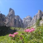 La Forcella Valacia oltre i rododendri