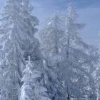 Abeti innevati a Tarvisio