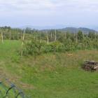 Vigneti