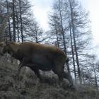 Stambecco