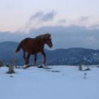Cavallo....