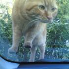 foto gatto