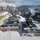 foto gatti della neve
