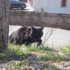 Gatto Pantera Gatto Pantera