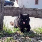 Gatto pantera1 Gatto pantera1