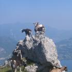 Allegre signorine...