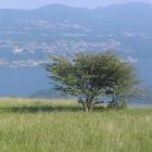 L'albero della pennichella...