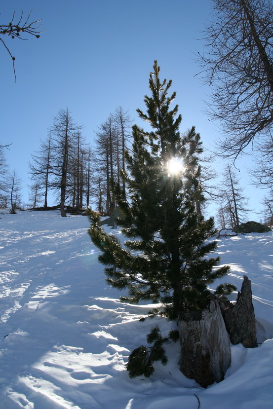 18793-bocchetta-di-nel20080217pino.jpg