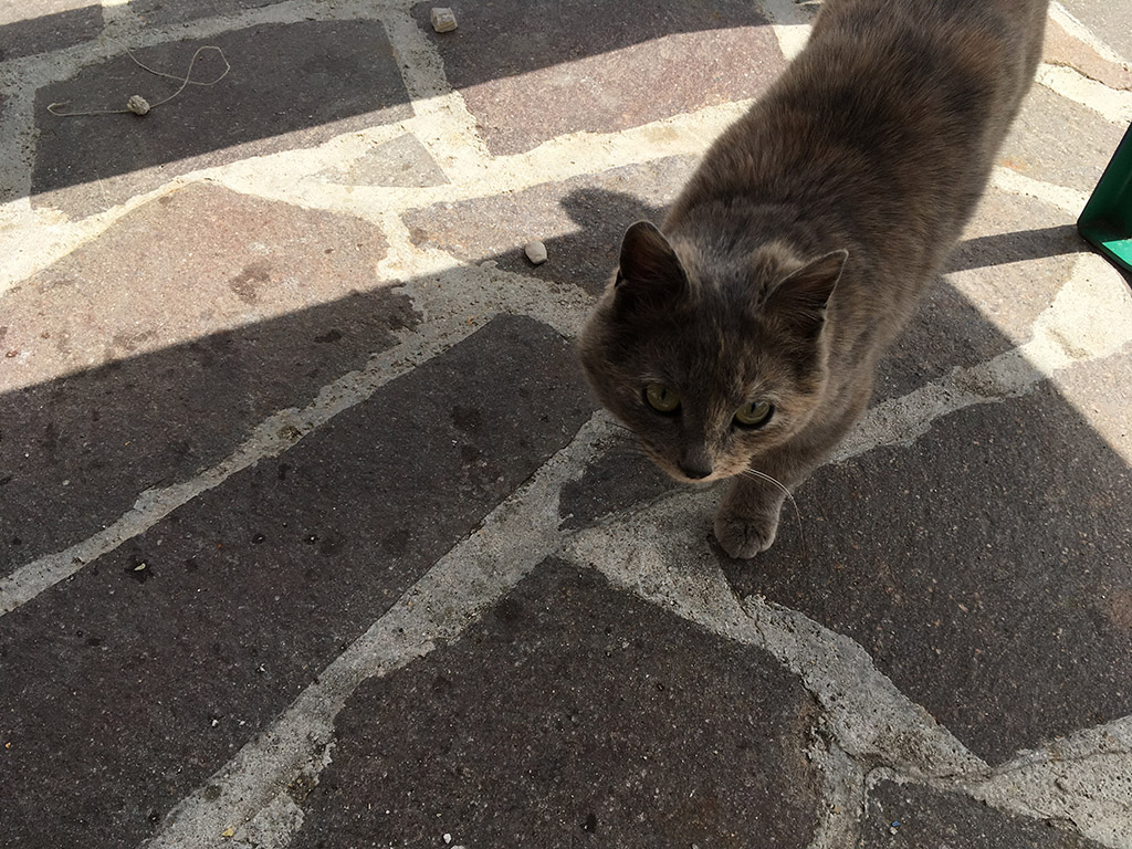 192676-gatto.jpg