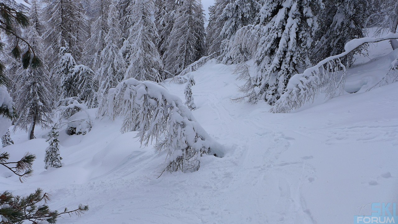 205134-bosco.jpg