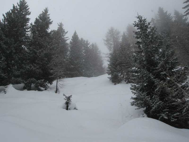 46596-img3800ridimensionare.jpg