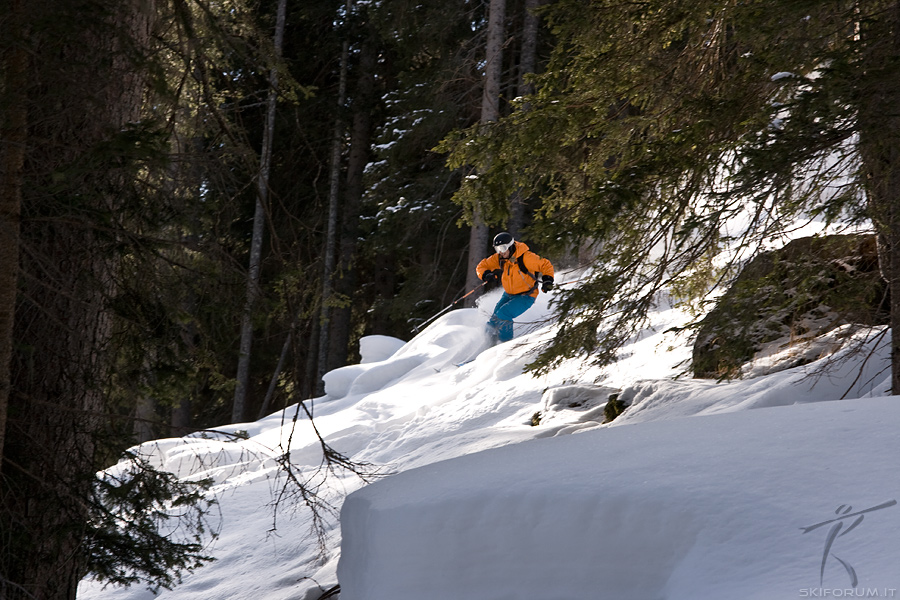 49758-tree-skiing.jpg