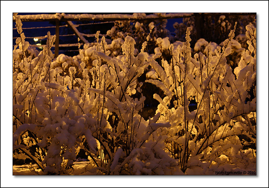 51607-limone01.jpg