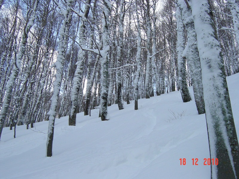 59629-dsc04357rid.jpg