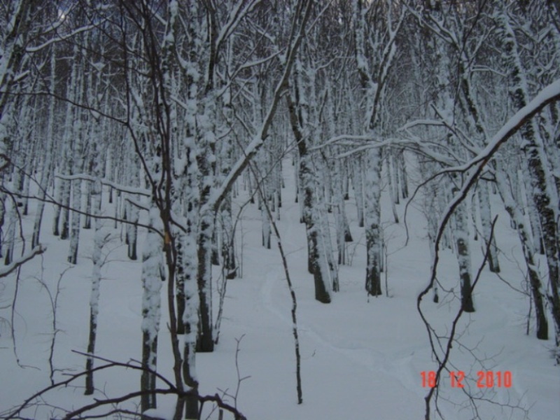 59630-dsc04395rid.jpg
